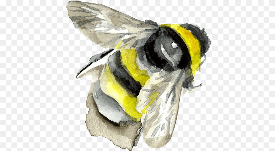Download Watercolor Painting Insect Bumblebee Bee Bee Painting, Animal, Apidae, Invertebrate, Wasp Free Transparent Png