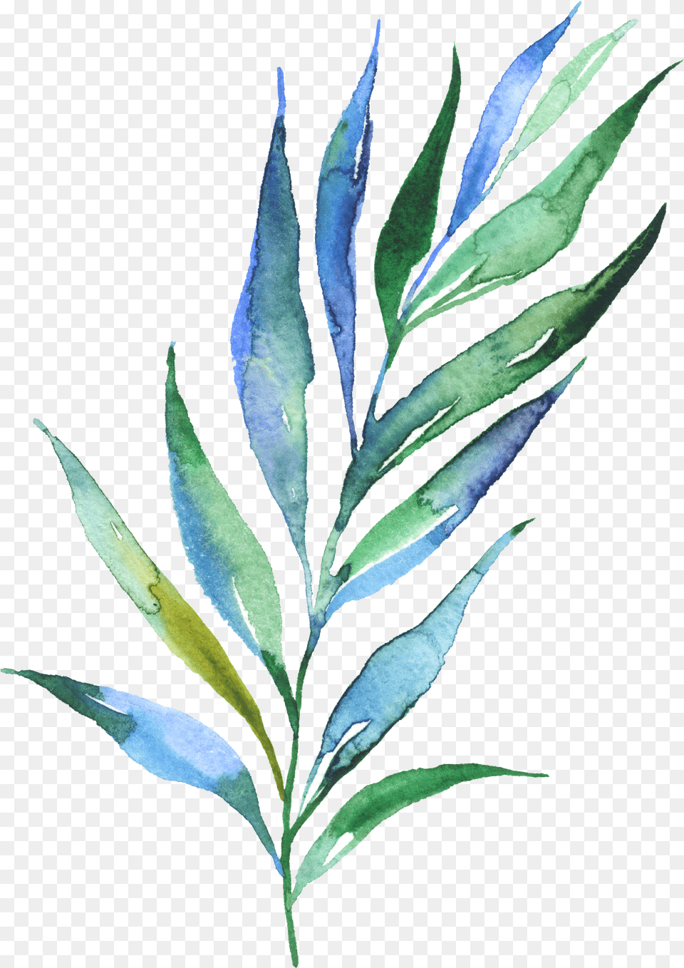 Download Watercolour Watercolor Plants Leaves Water Color Plants, Herbal, Herbs, Leaf, Plant Png