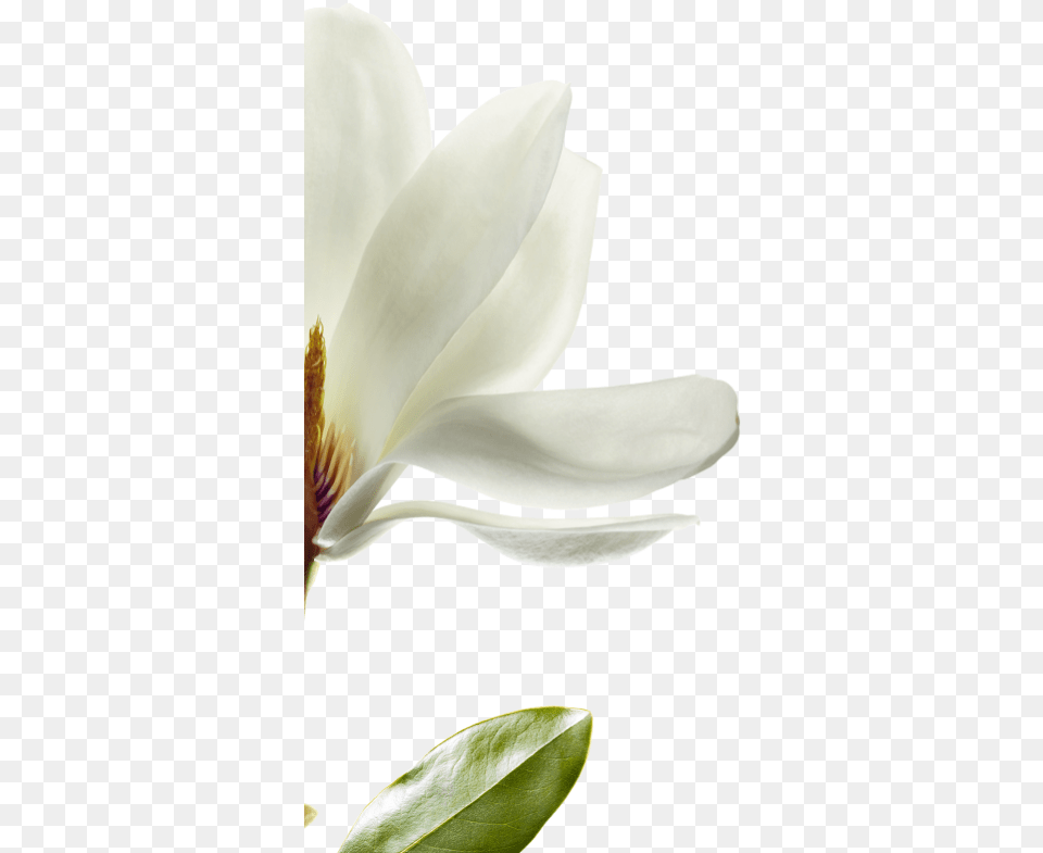 Download We Have Selected Magnolia That Lovely, Flower, Petal, Plant, Pollen Free Transparent Png