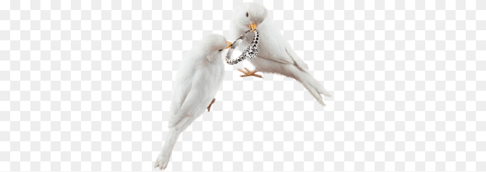 Download Wedding Rings Typical Pigeons Full Size Birds, Animal, Bird, Pigeon Png Image