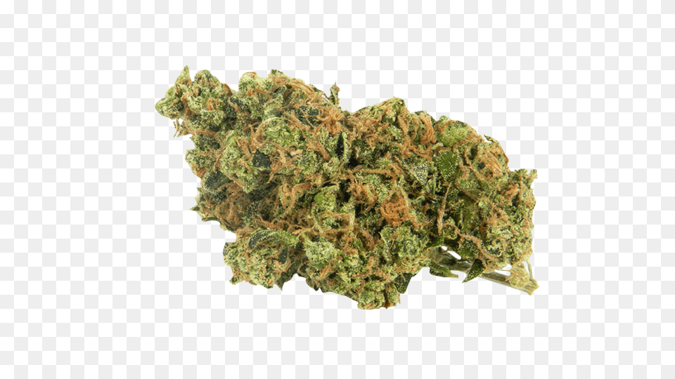 Download Weed El Patron Og Strain, Plant, Herbal, Herbs, Grass Free Png