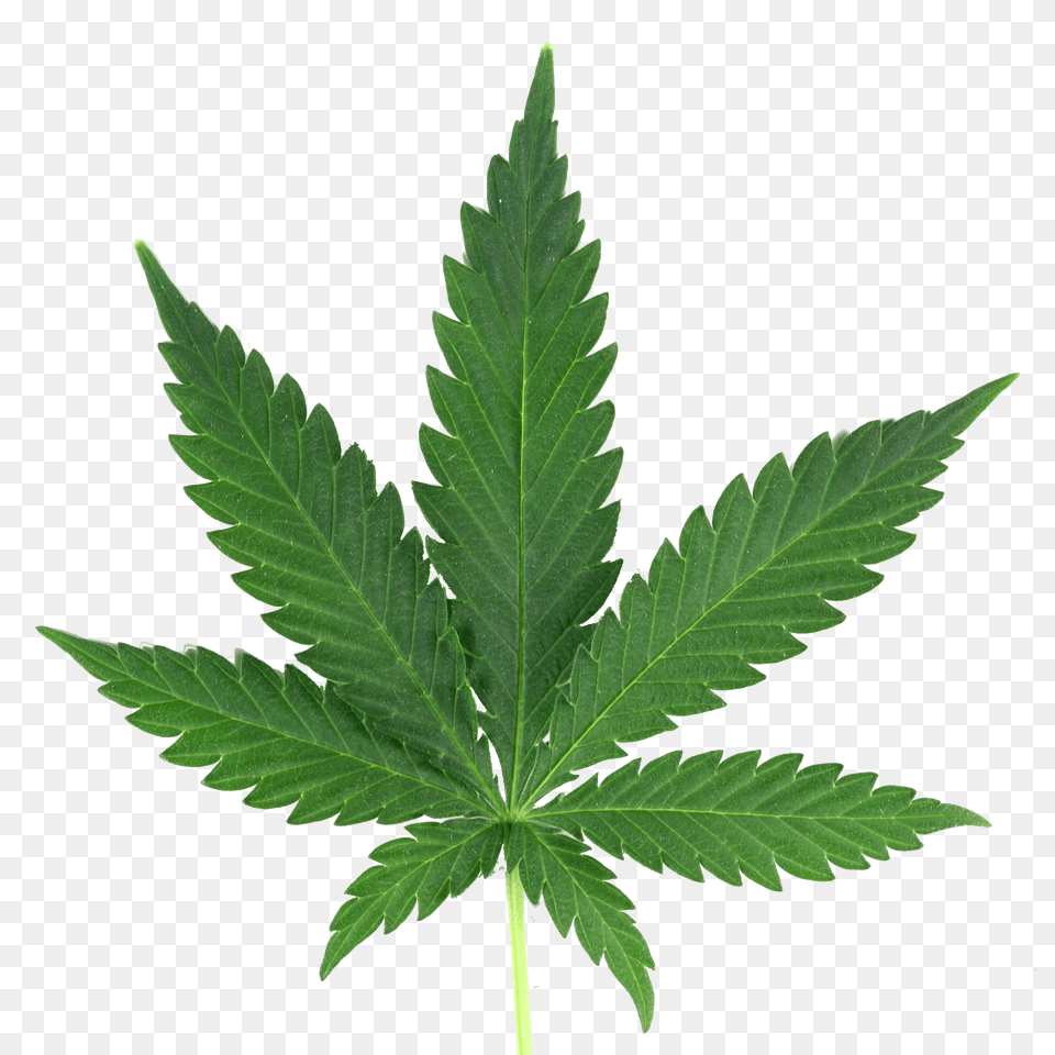 Weed Transparent Cannabis Leaf, Plant, Hemp Free Png Download