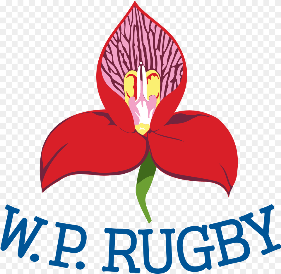 Download Western Province Rugby Union, Flower, Petal, Plant, Orchid Png