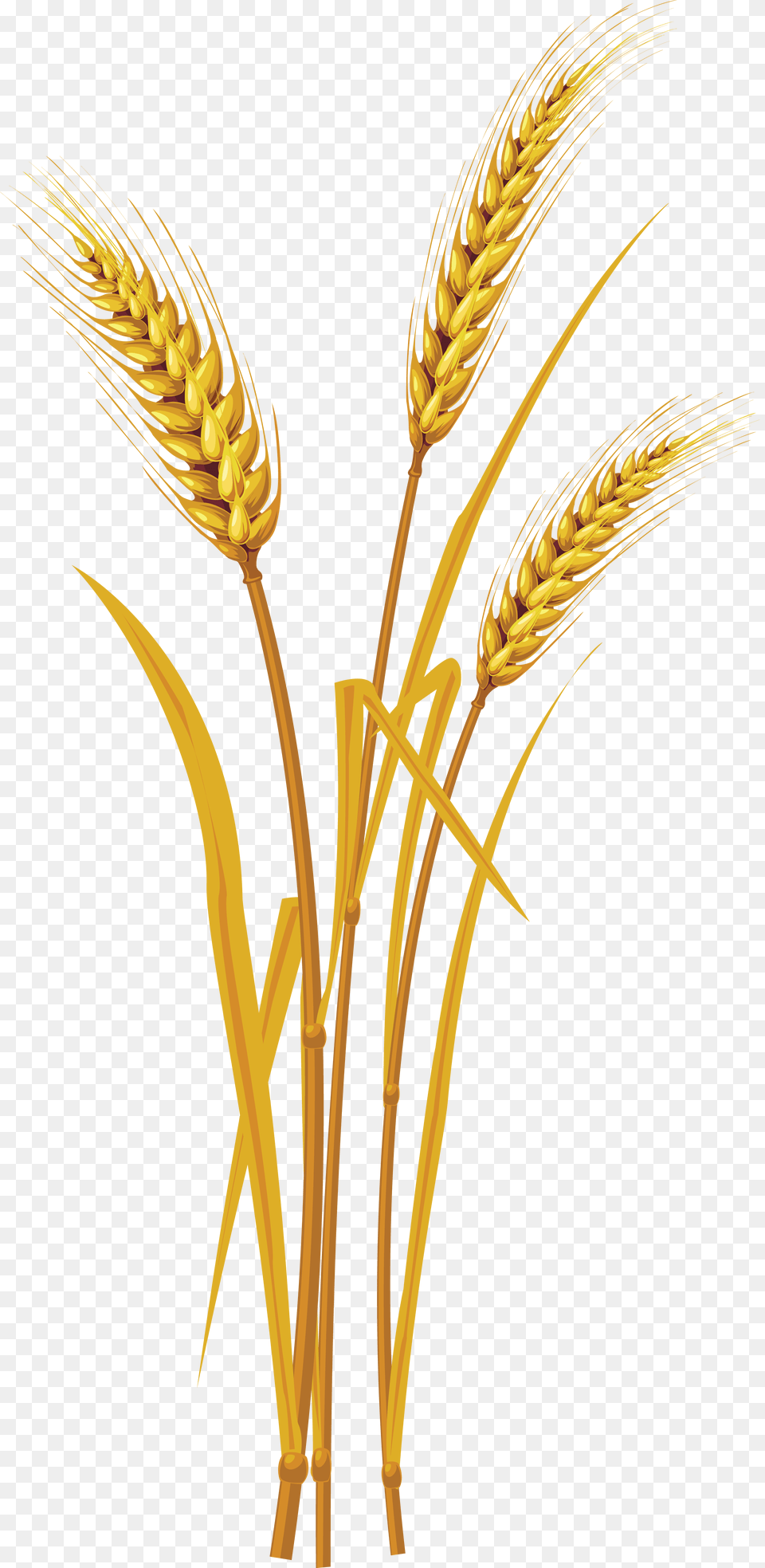 Download Wheat Image With No Transparent Background, Food, Grain, Produce Png