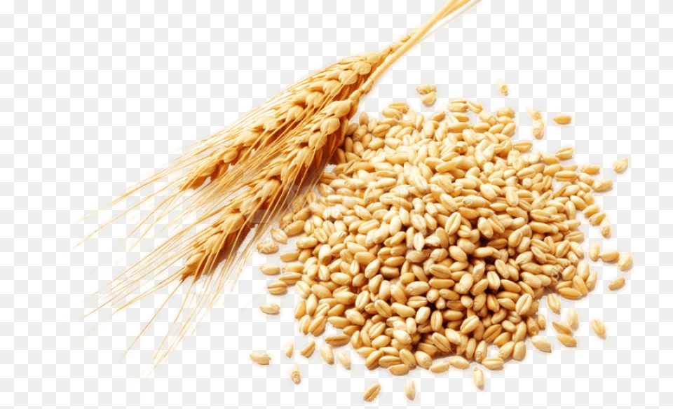 Download Wheat Images Background Images Wheat Grains, Food, Grain, Produce, Animal Png Image