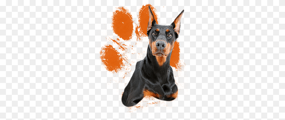 Download When Raised With Love Respect Doberman Clipart, Animal, Canine, Dog, Mammal Free Png