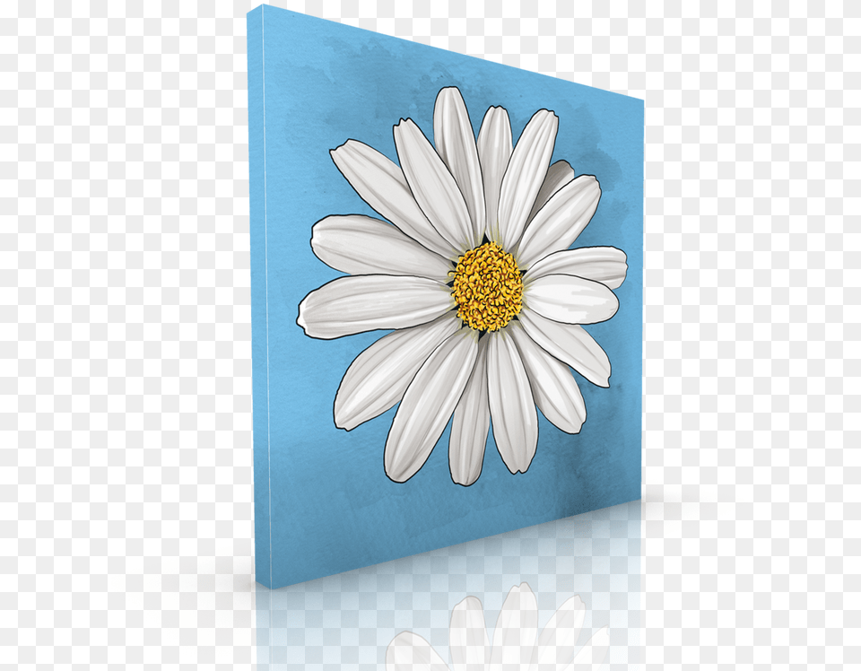 Download White Daisy Lovely, Flower, Plant, Petal, Anemone Png