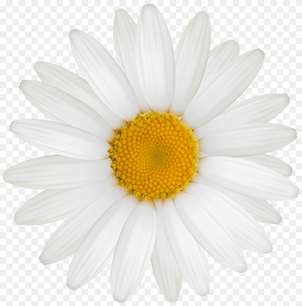 Download White Daisy White Daisy Flower, Plant, Petal, Appliance, Ceiling Fan Free Png