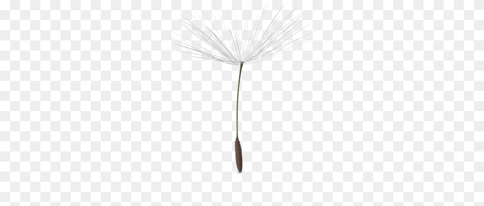 Download White Dandelion Image Dandelion, Anther, Flower, Plant Free Transparent Png