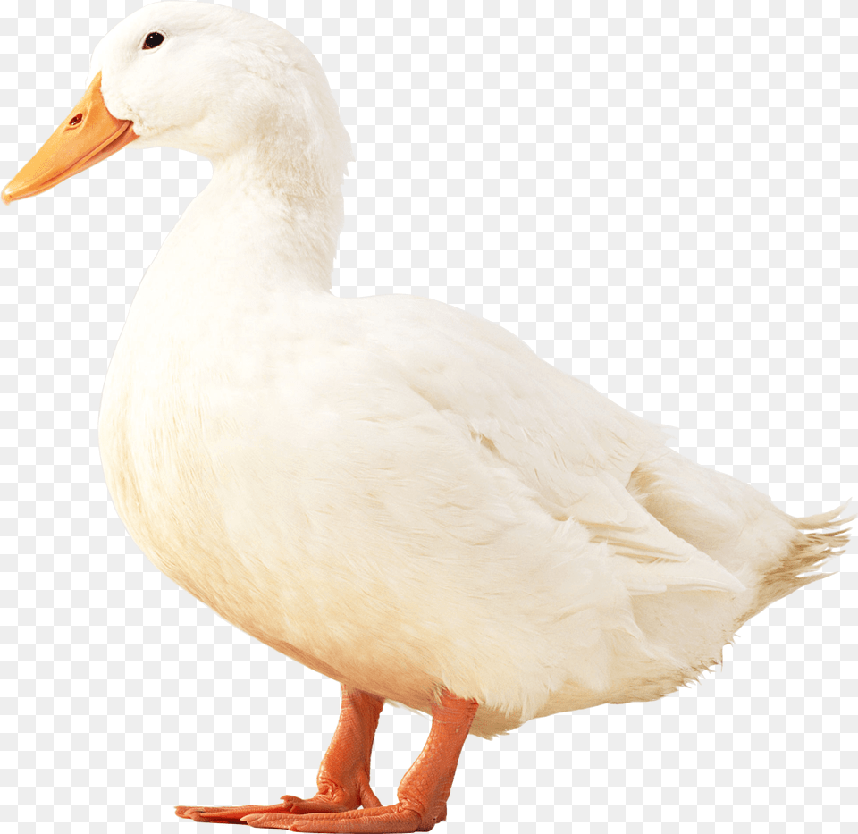 Download White Duck Image With White Duck, Animal, Bird, Goose, Waterfowl Free Png