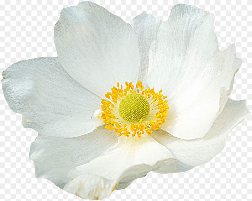Download White File White Flower, Anemone, Petal, Plant, Pollen Free Png