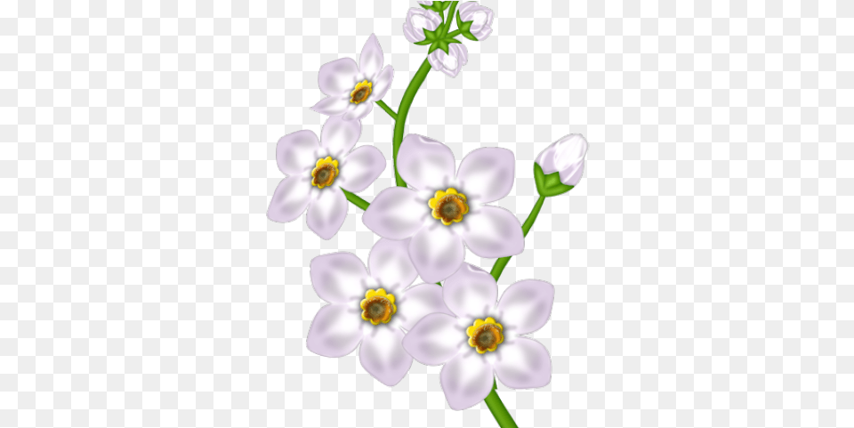 Download White Flower Clipart Good Morning Messages Marathi Download, Anemone, Anther, Petal, Plant Free Png