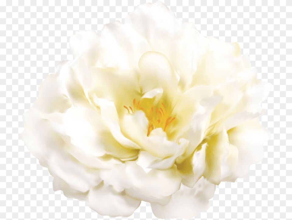 Download White Flower Transparent Images White Flower, Anther, Petal, Plant, Rose Png