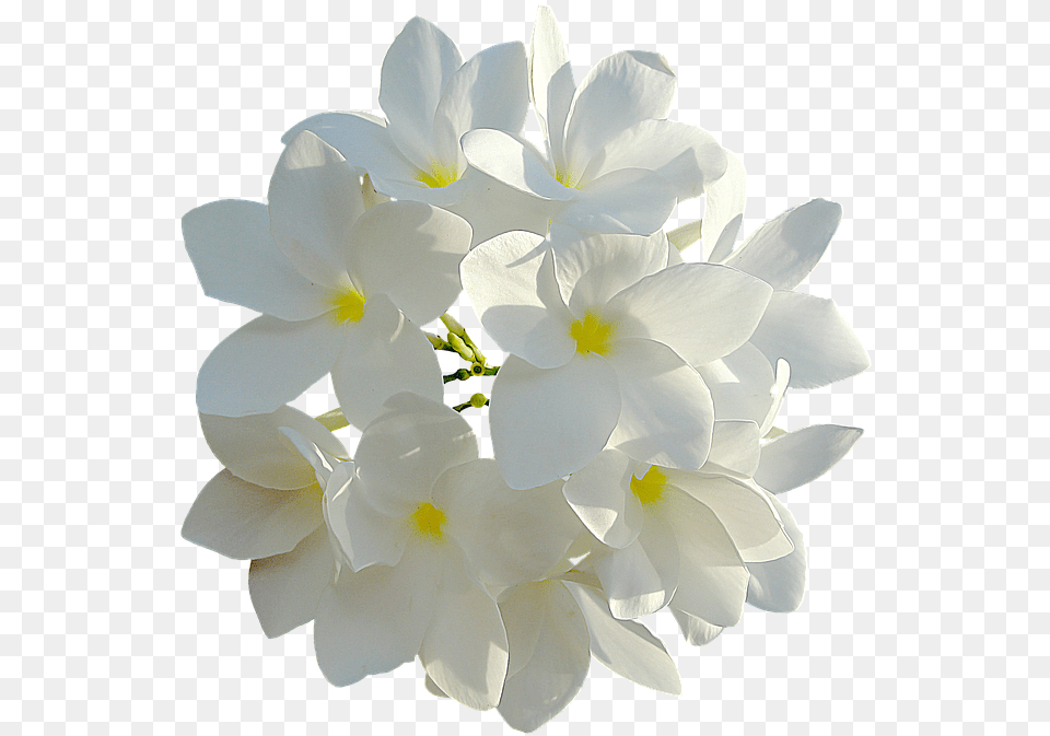 Download White Flowers 960 720 Bouquet Transparent White Flowers, Flower, Flower Arrangement, Flower Bouquet, Geranium Free Png