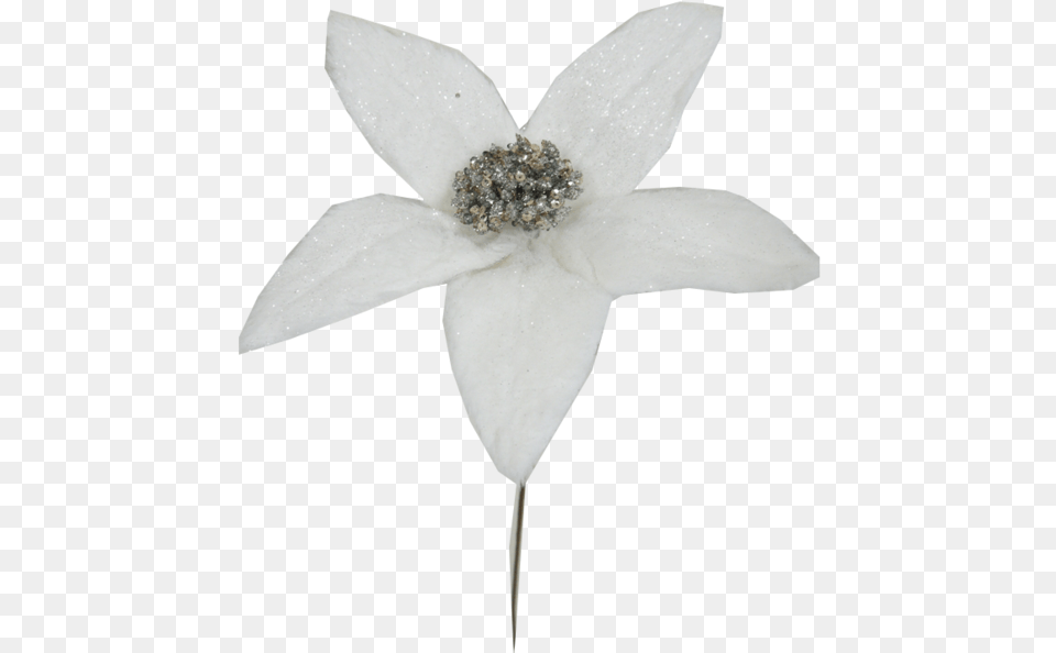White Glitter Poinsettia Pick Artificial Flower, Accessories, Jewelry, Plant, Anemone Free Png Download
