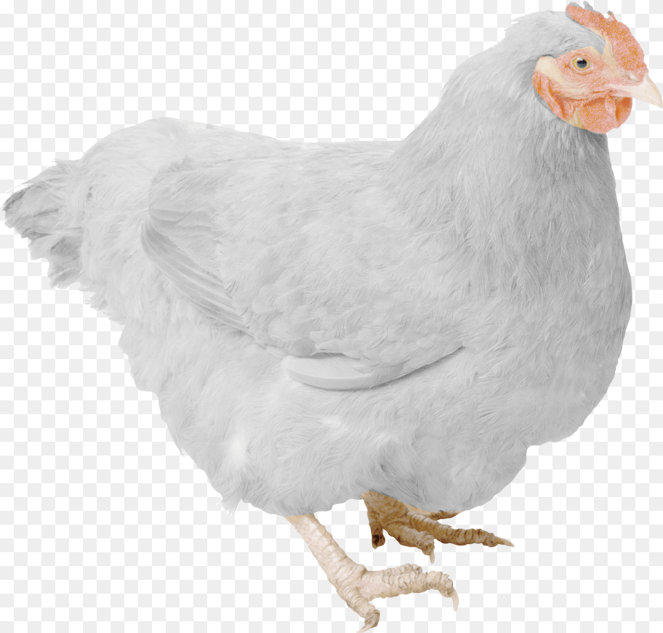 White Hen Pic Chickens, Animal, Bird, Chicken, Fowl Free Png Download