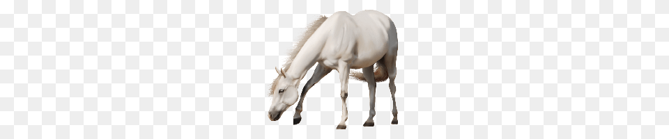 White Horse Image Hq Image Freepngimg, Animal, Mammal, Colt Horse, Stallion Free Png Download
