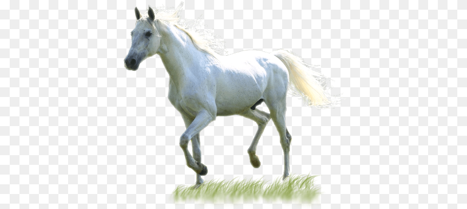 Download White Horse Images White Horse, Animal, Mammal, Stallion Free Transparent Png