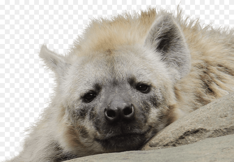 Download White Hyena, Animal, Bear, Mammal, Wildlife Png