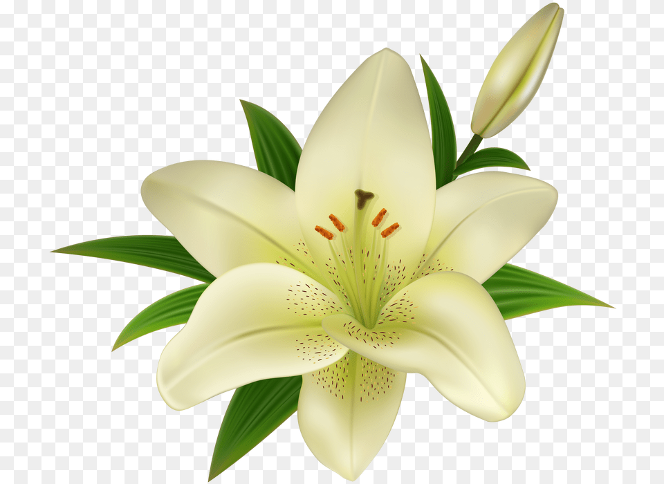 Download White Lily Flower Lily Flower Transparent Background, Plant, Chandelier, Lamp, Anther Png Image