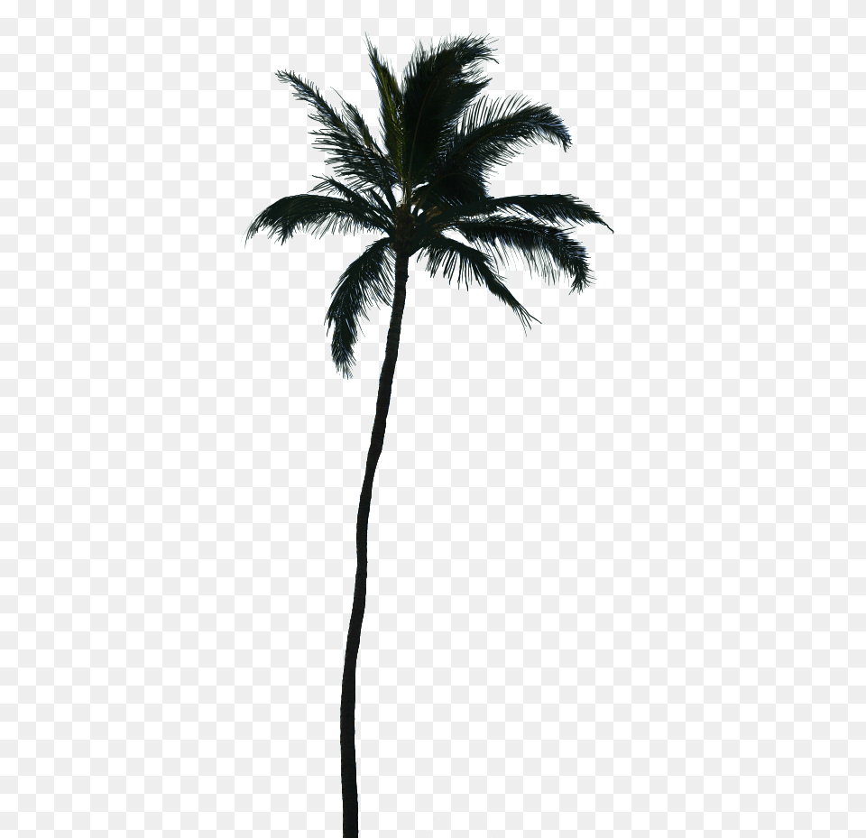 Download White Palm Tree Silhouette Palm Tree Vector, Palm Tree, Plant Free Transparent Png