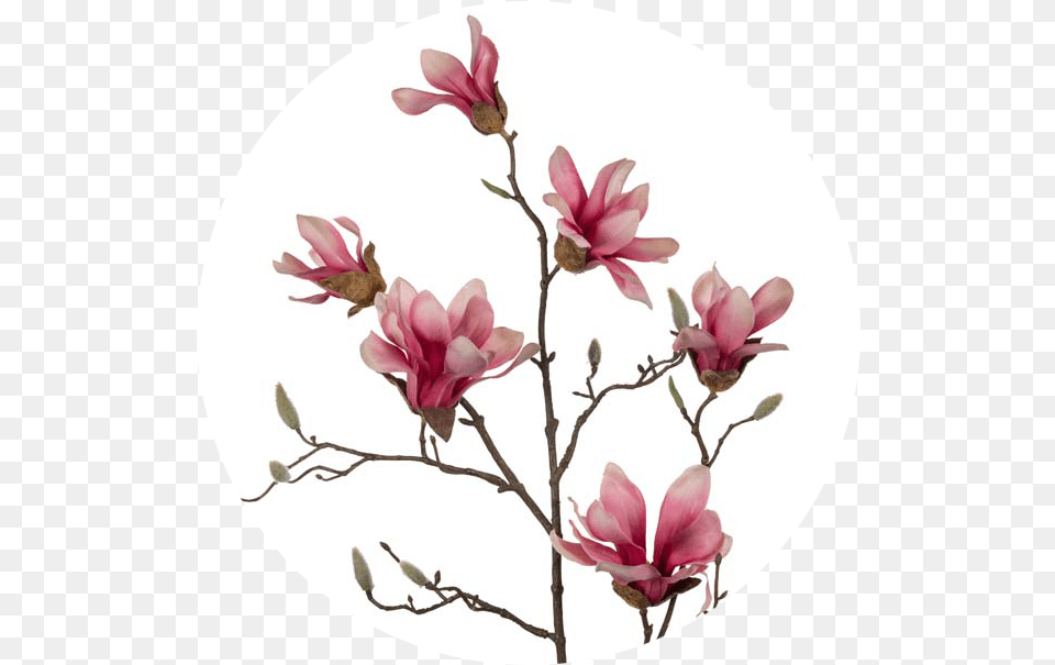 Download White Pink Chinese Magnolia Image With No Pink Magnolia Flower, Petal, Plant, Rose, Bud Free Transparent Png