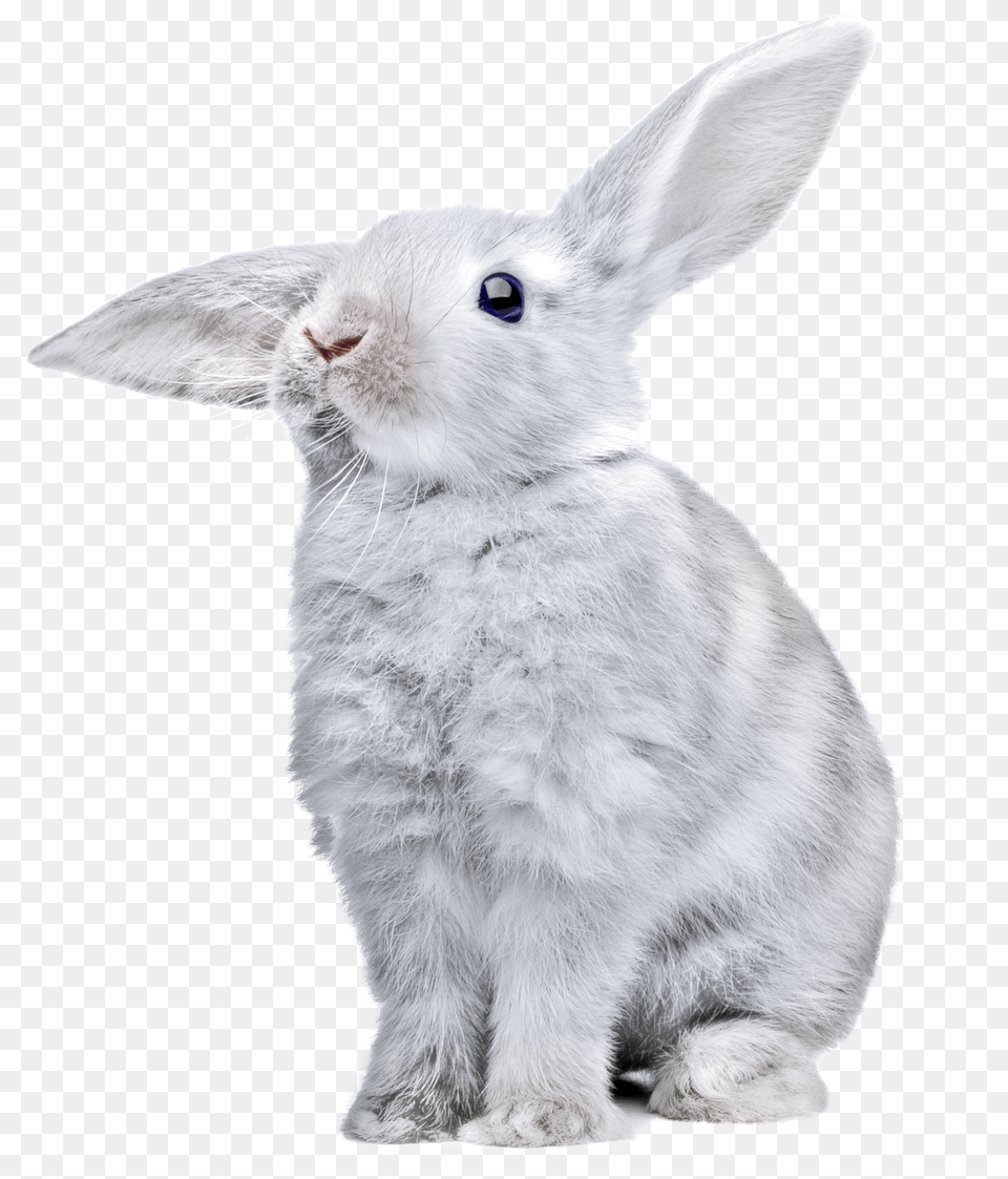 Download White Rabbit Rabbit Png Image