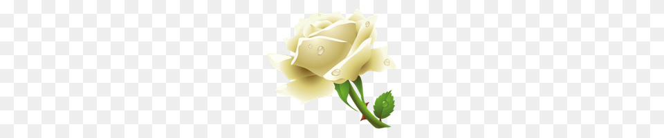 Download White Rose Photo Images And Clipart Freepngimg, Flower, Plant, Animal, Fish Free Png