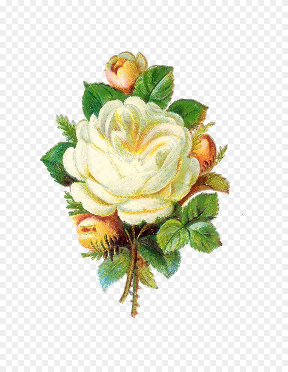 White Rose Pictures Vintage White Flowers, Art, Plant, Pattern, Painting Free Png Download
