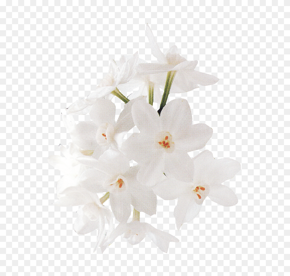 Download White Rose Rose Image With No Background White Flower Images Download, Geranium, Plant, Flower Arrangement, Flower Bouquet Png
