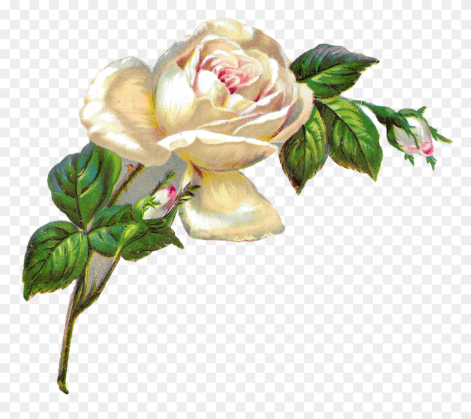 Download White Rose Shabby Chic Flower White Roses Clip Art, Plant, Flower Arrangement, Leaf Free Transparent Png