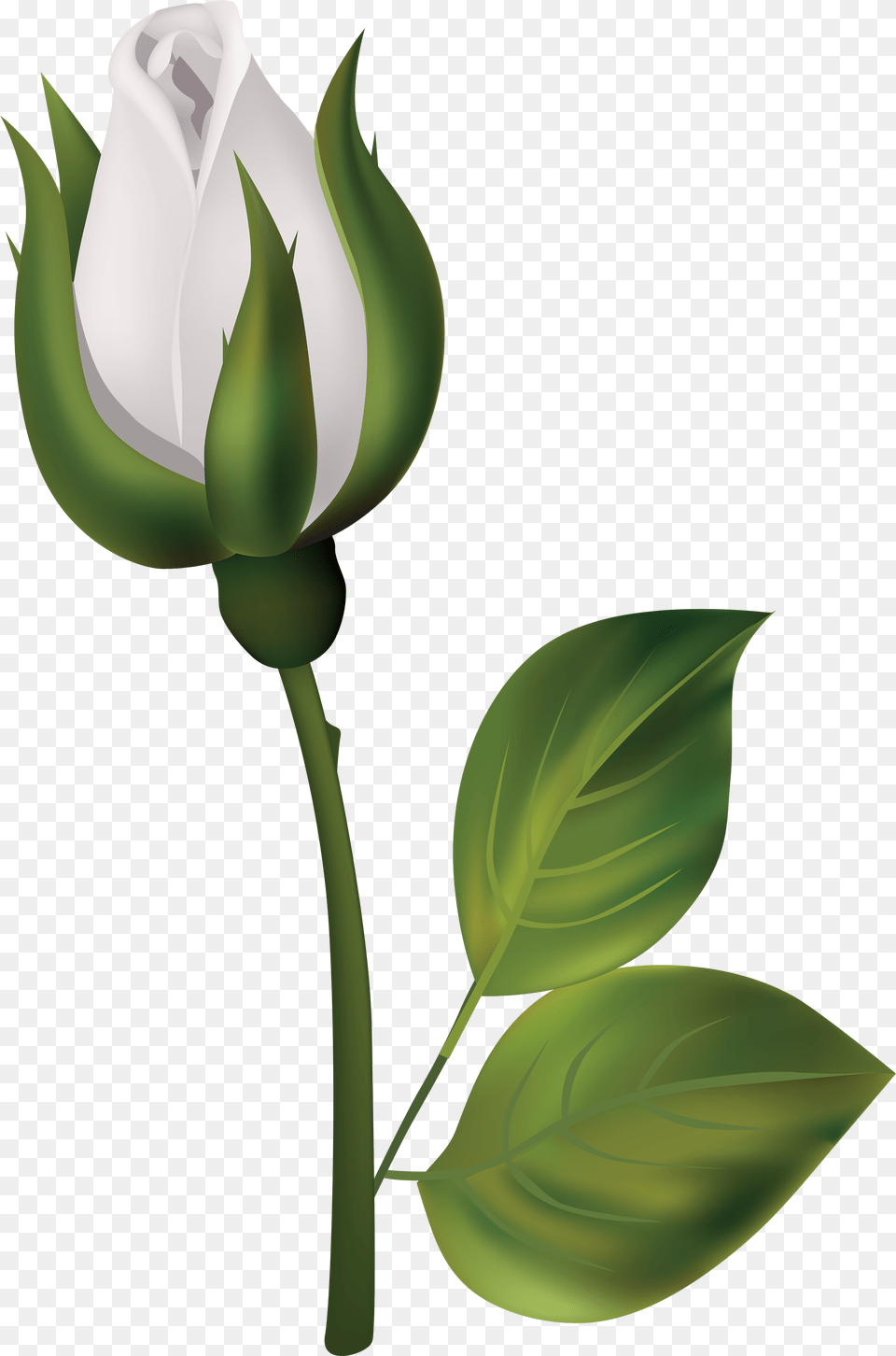 Download White Roses Bud Clipart, Flower, Plant, Rose, Leaf Free Png