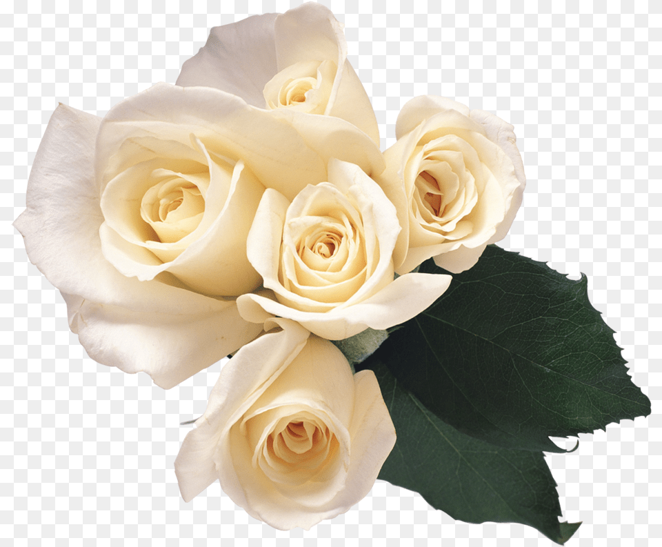 Download White Roses Image For White Roses, Flower, Flower Arrangement, Flower Bouquet, Plant Free Transparent Png