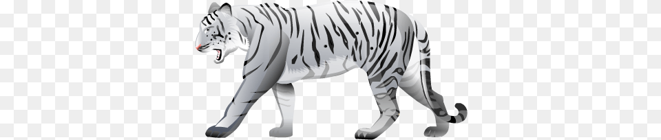 Download White Tiger And Clipart Bangal Tiger Black And White, Baby, Person, Animal, Mammal Free Transparent Png