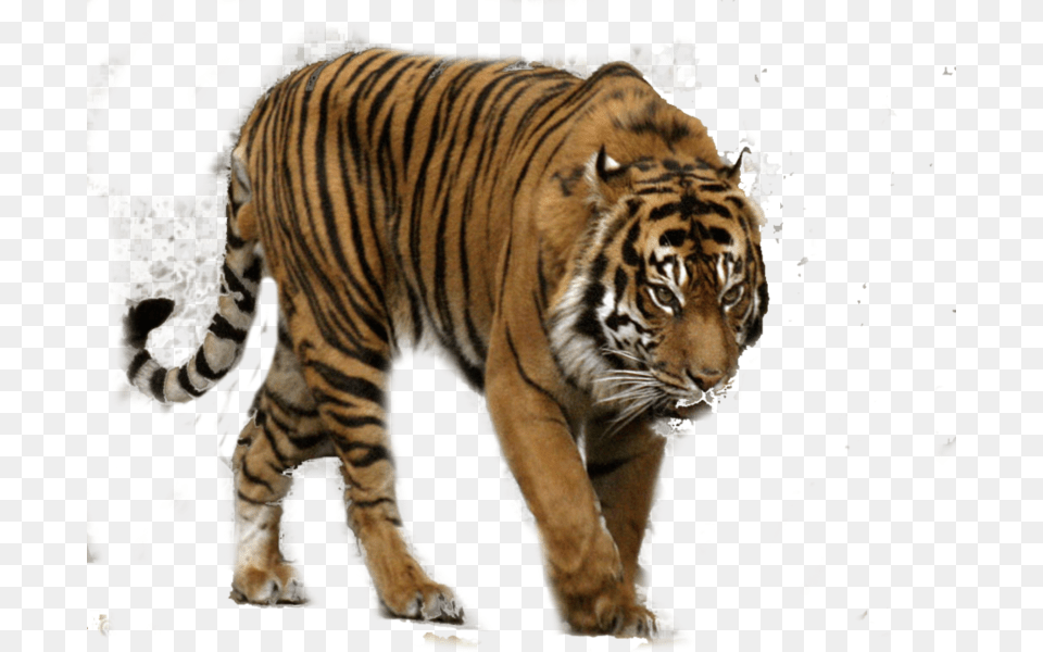 Download White Tiger Transparent And Clipart Transparent Sumatran Tiger, Animal, Mammal, Wildlife Free Png