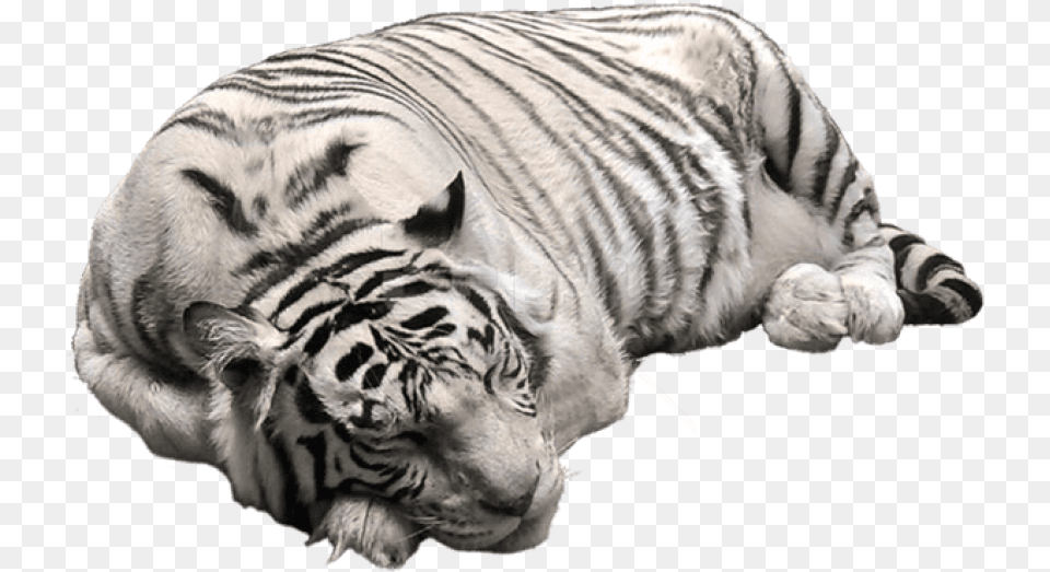 Download White Tiger White Tiger, Animal, Mammal, Wildlife Png Image