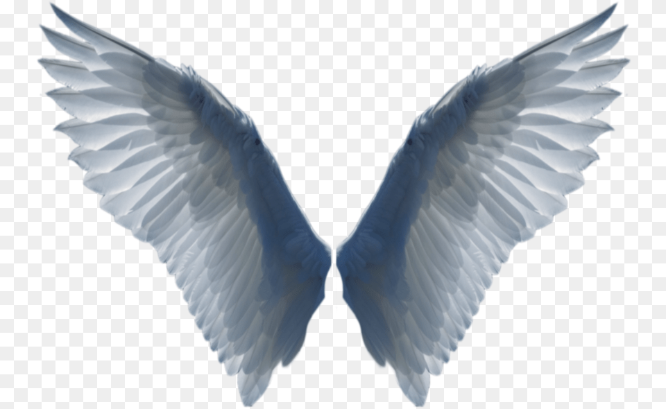 White Wings For Bird Wing Transparent Background, Animal, Flying, Pigeon, Dove Free Png Download