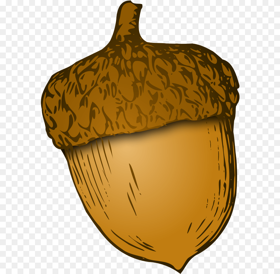 Download Wikivoc Acorn Oak Tree Clipart Acorn, Food, Grain, Nut, Plant Png Image