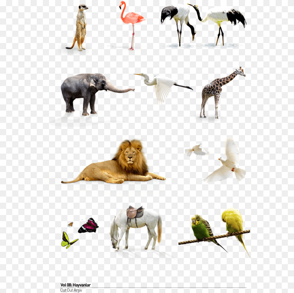 Download Wild Animals Animals Hd Background, Animal, Mammal, Lion, Wildlife Free Transparent Png