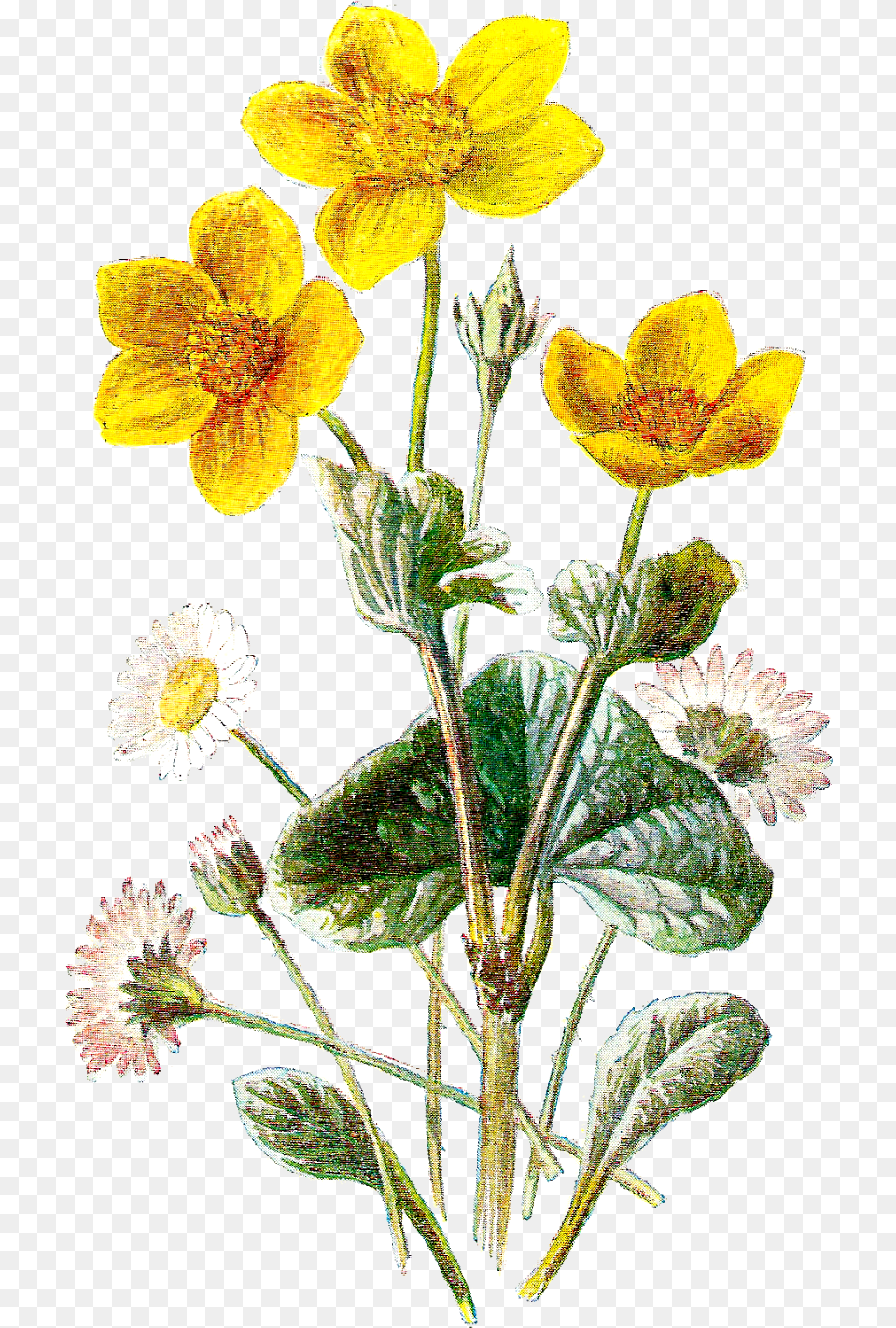 Download Wild Flowers Wild Flower Botanical, Pollen, Anemone, Plant, Petal Png Image