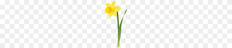 Download Wildflowers Photo Images And Clipart Freepngimg, Daffodil, Flower, Plant Free Png