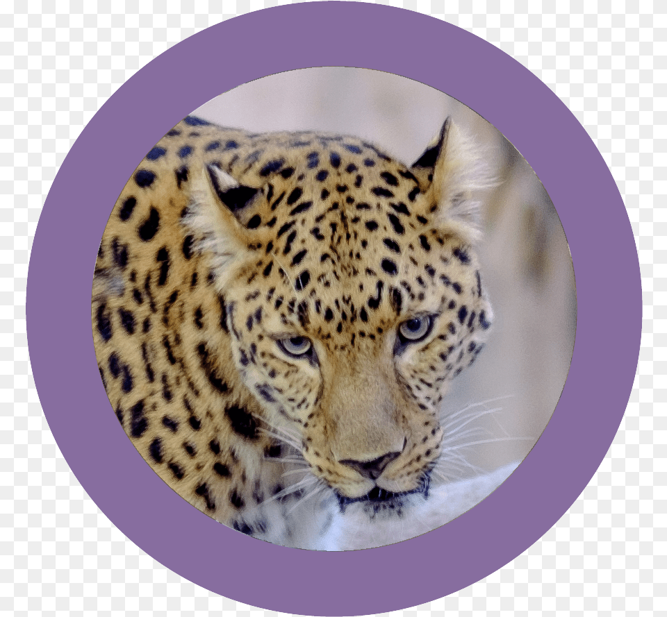 Download Wildine Icon African Leopard, Animal, Mammal, Panther, Wildlife Png Image
