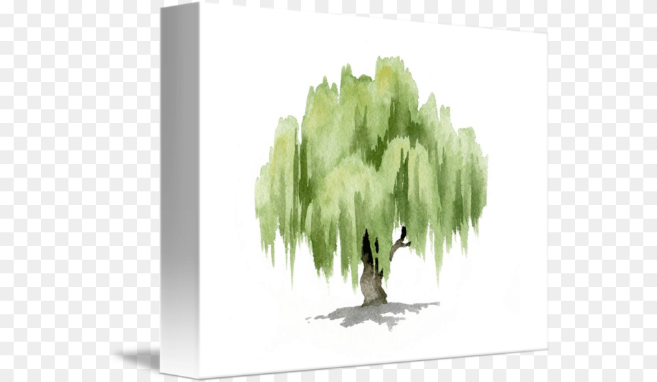 Download Willow Tree By David Rogers Willow Tree Watercolor Painting, Plant, Vegetation, Animal, Bird Free Transparent Png