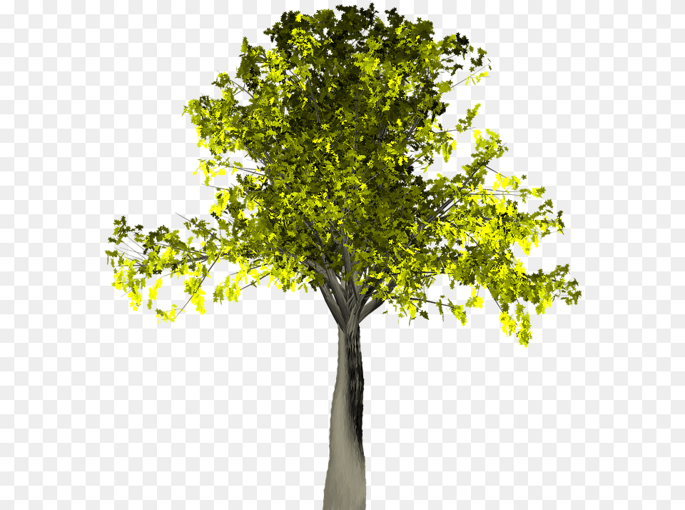 Willow Tree Vector 14 Buy Pixabay Tree, Oak, Plant, Sycamore, Tree Trunk Free Png Download
