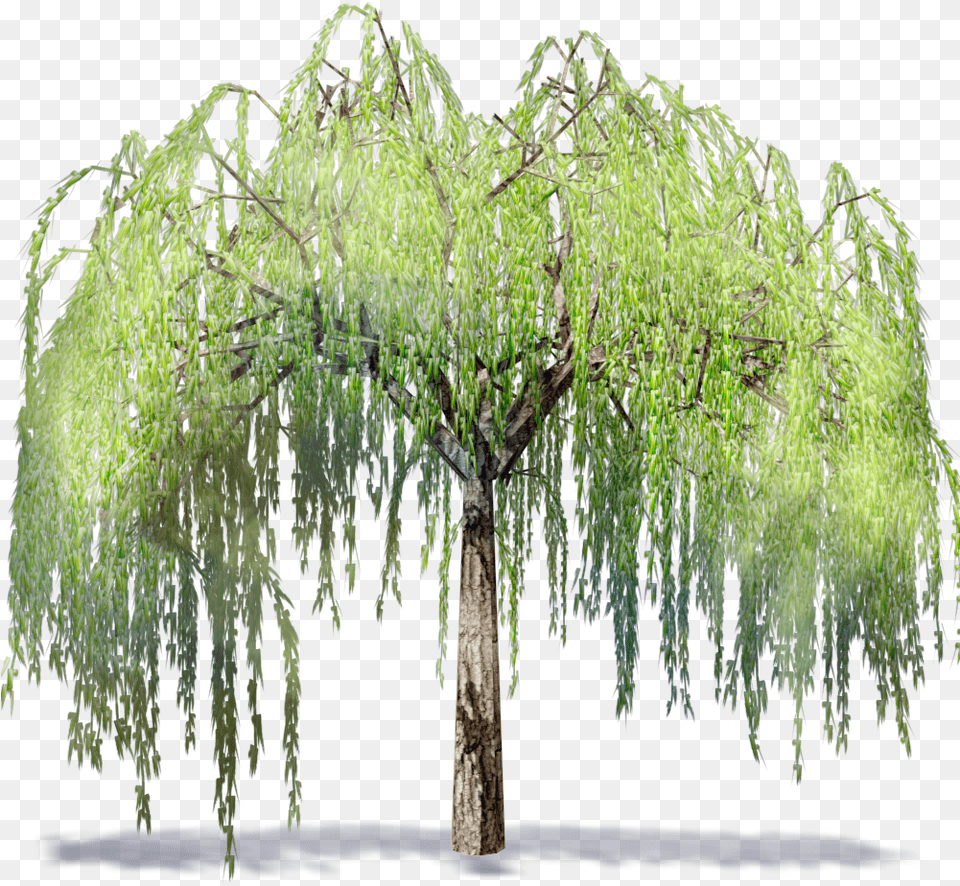 Download Willowtree Willow Tree Background, Plant, Vegetation Free Transparent Png