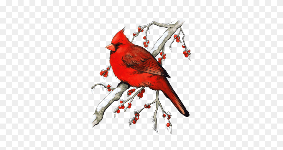 Download Winter Cardinal Watercolor And Cardinal Watercolor, Animal, Bird Free Transparent Png