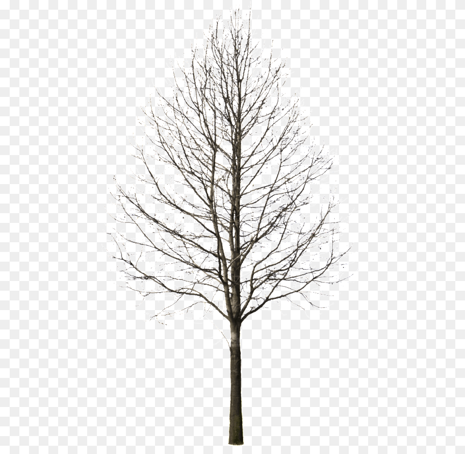 Winter Trees Pine Tree Cutout Transparent Winter Tree, Ice, Nature, Outdoors, Plant Free Png Download