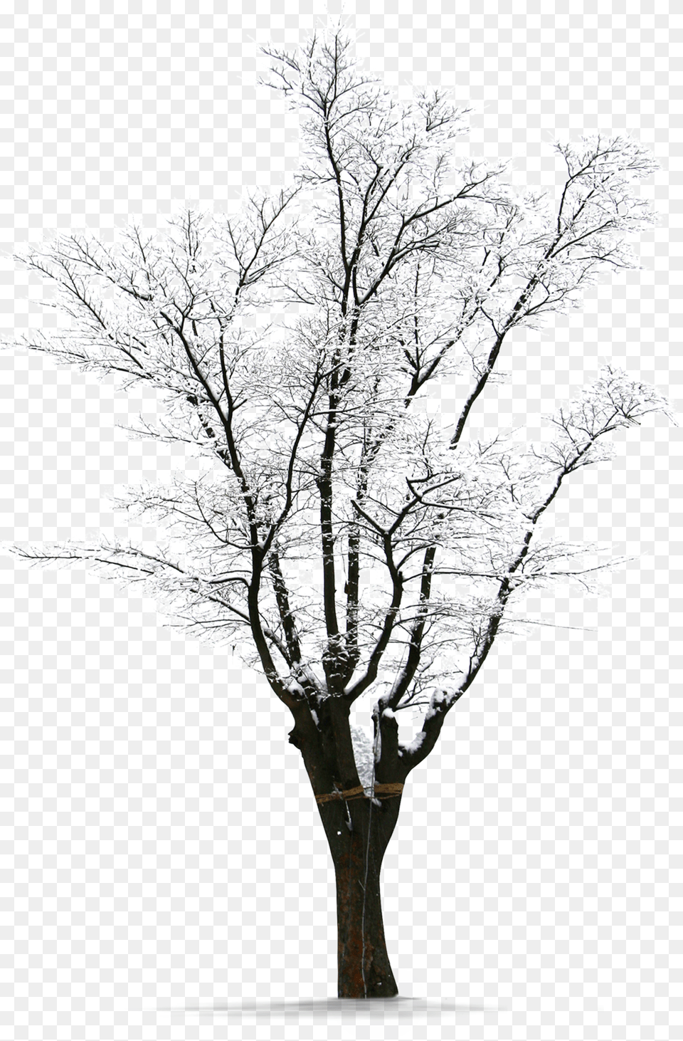 Download Winter Trees Snow Winter Snow Tree, Weather, Frost, Ice, Nature Png Image