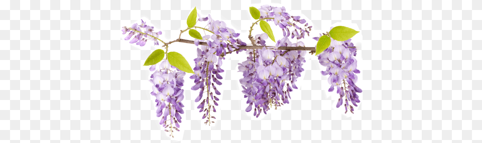 Download Wisteria Flower Svg Wisteria Branch, Plant, Leaf Png Image