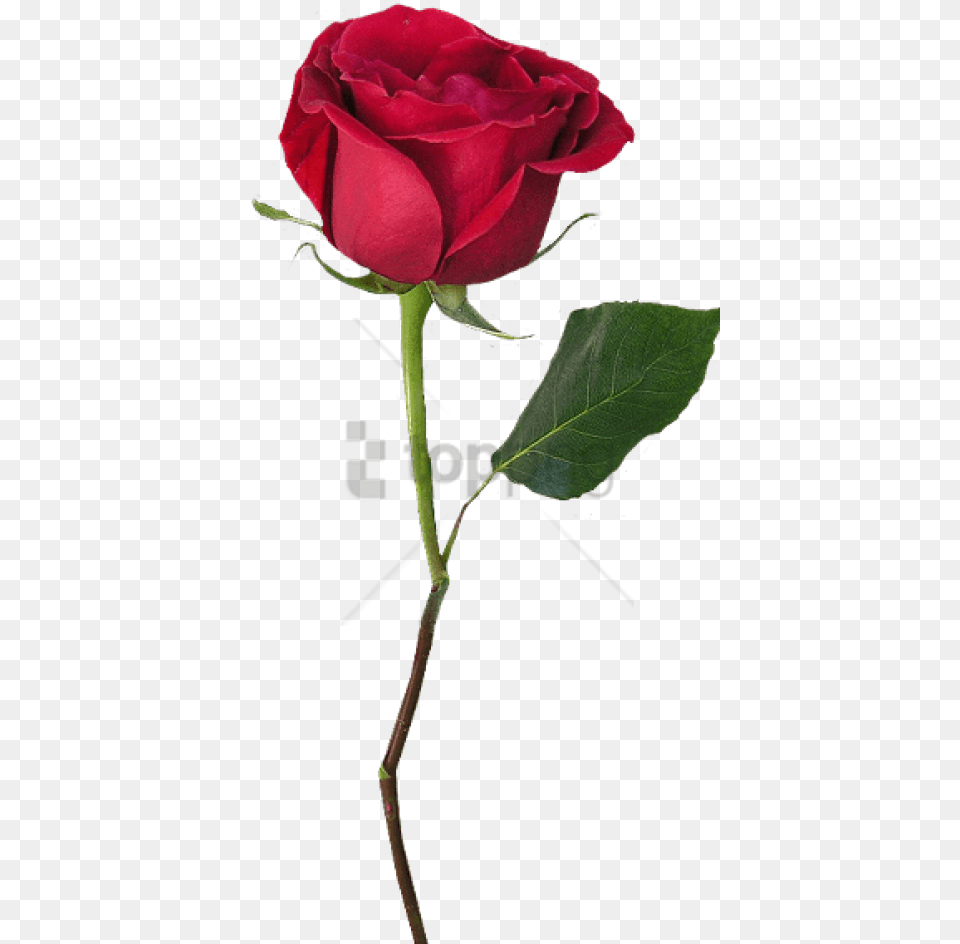 Download With Images Background Single Red Rose, Flower, Plant Free Png
